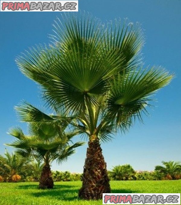 Sazenice palma Washingtonia filifera 1-2 první listy