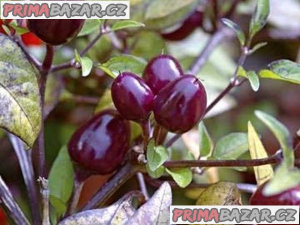papricka-chilli-filus-blue-semena