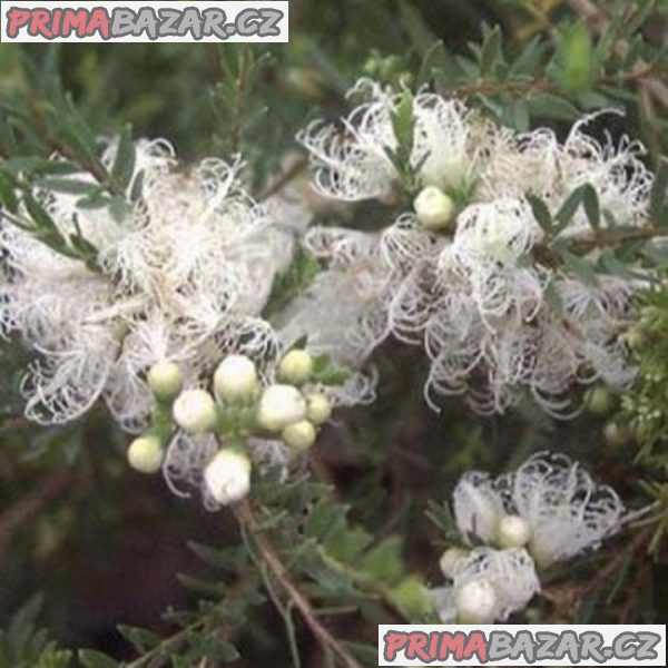 Melaleuca alternifolia - Čajovníkový strom Balení obsahuje 100 semen