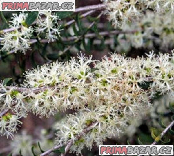 Melaleuca acuminata - Čajovníkový strom Balení obsahuje 100 semen
