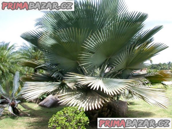 naklíčená semena palma Copernicia baileyana