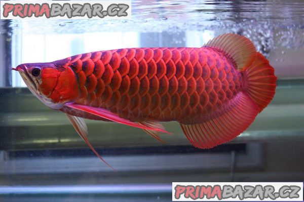 kupte-si-ryby-arowana