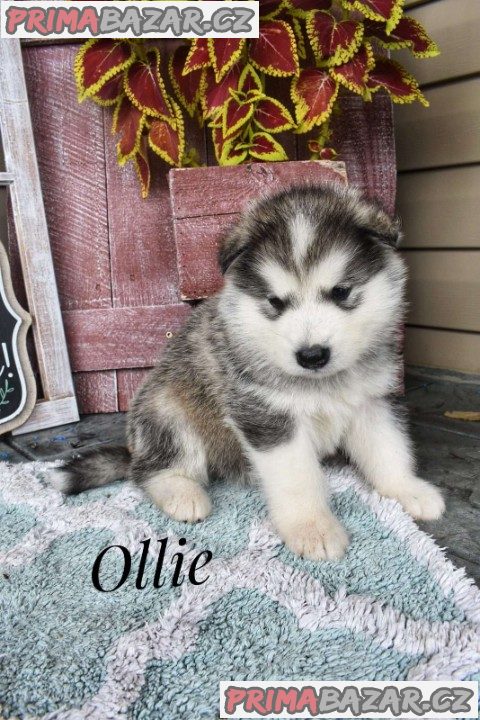 Alaskan malamute puppies