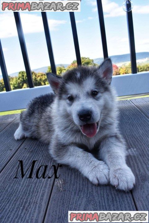 Alaskan malamute puppies