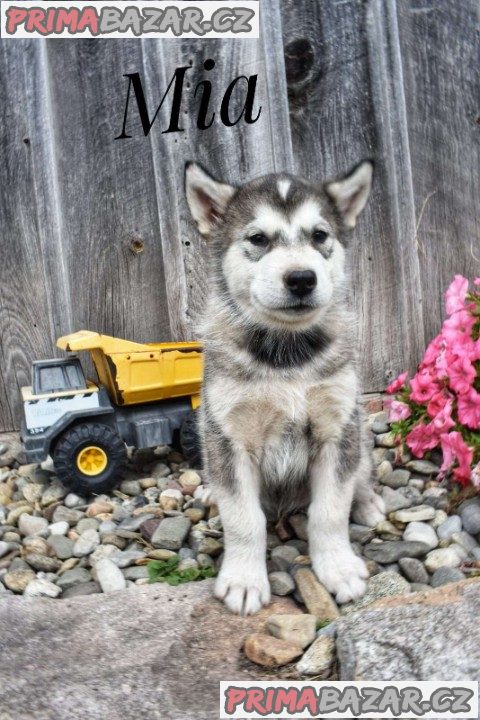 Alaskan malamute puppies