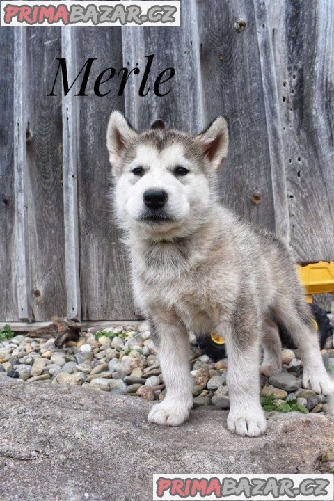 Alaskan malamute puppies