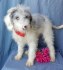 beautiful Poochon puppies