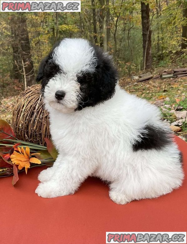 TOY POODLE PUPPIES