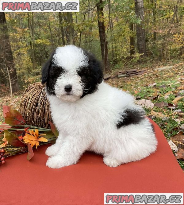 TOY POODLE PUPPIES