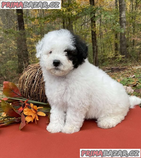 TOY POODLE PUPPIES