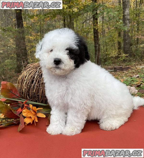 TOY POODLE PUPPIES