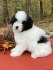 TOY POODLE PUPPIES