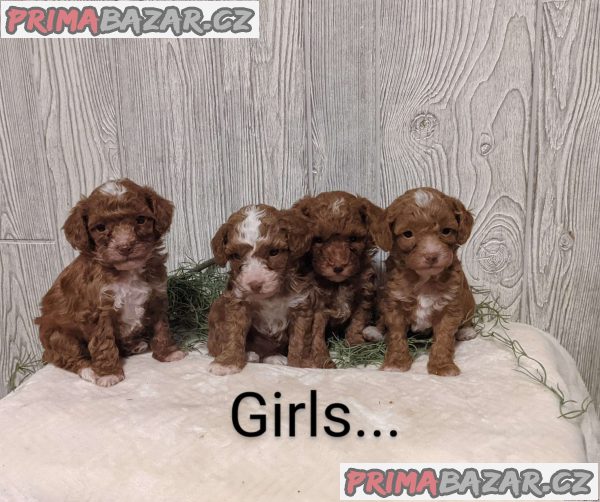 Poodle Puppies