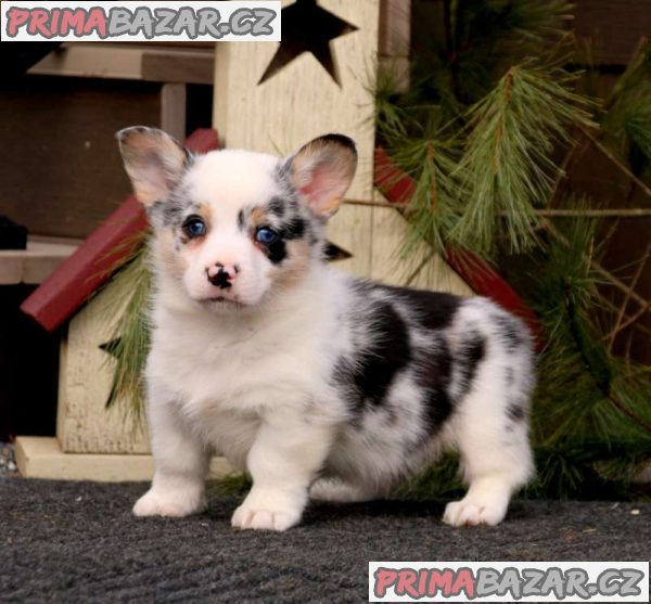 Well Trained Pembroke Welsh Corgi Puppies