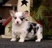 Well Trained Pembroke Welsh Corgi Puppies
