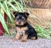 Registered Yorkshire Puppies For Re-Homing