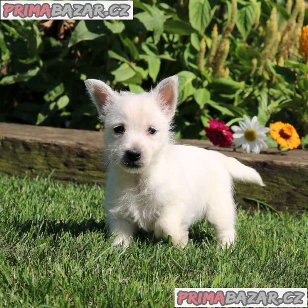 West Highland Terrier Puppies.