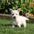 West Highland Terrier Puppies.