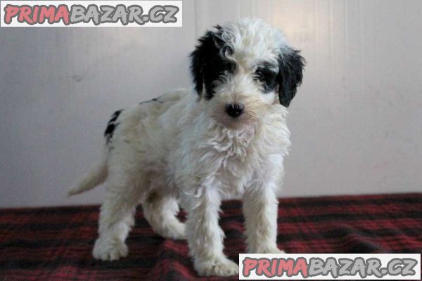 Sheepadoodle Puppies