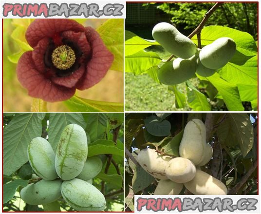 Asimina Triloba - Stratifikovaná semena Asimina Triloba - Stratifikovaná semena