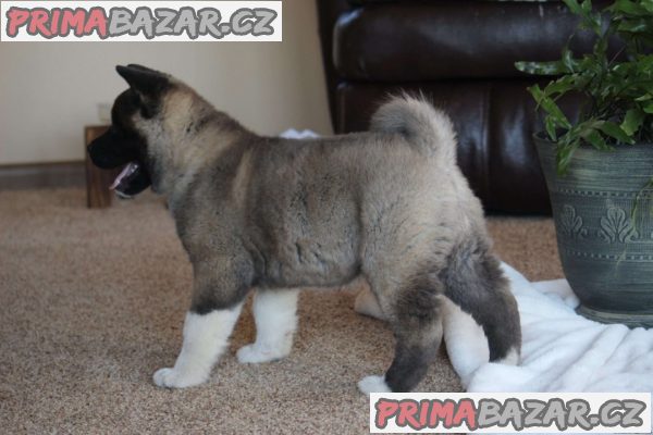 Beautiful chunky Akita puppies