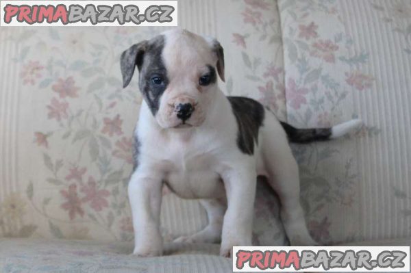 AMERICAN BULLDOG PUPPIES