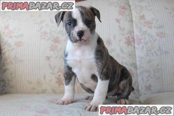 AMERICAN BULLDOG PUPPIES