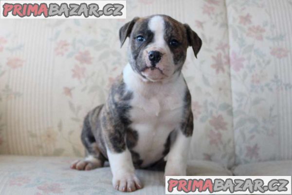 AMERICAN BULLDOG PUPPIES