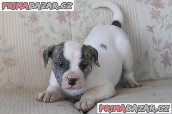 AMERICAN BULLDOG PUPPIES