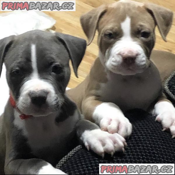 American pocket bully puppies