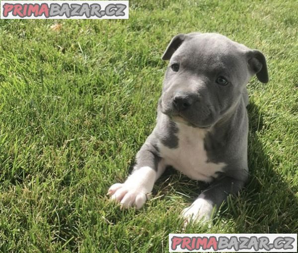 American pocket bully puppies