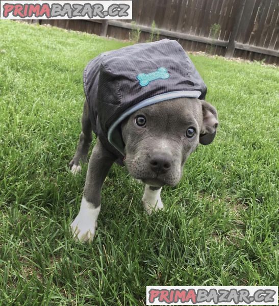 American pocket bully puppies