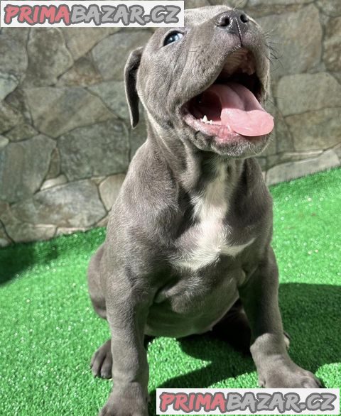 American pocket bully puppies