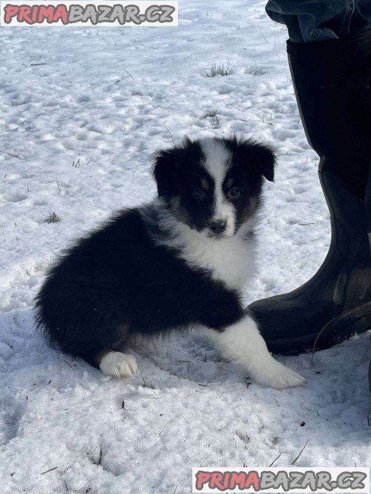 Australian Shepherd