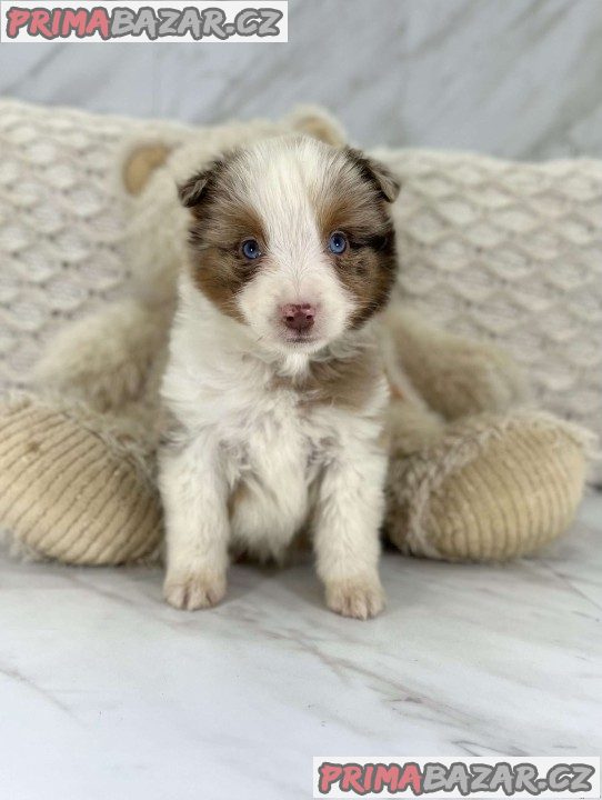 Australian Shepherd