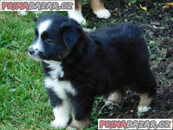 Australian Shepherd