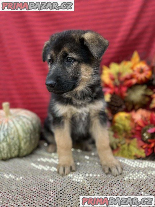 Quality German Shepherd puppies