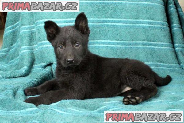 Quality German Shepherd puppies