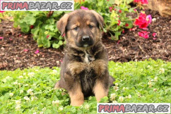 Quality German Shepherd puppies