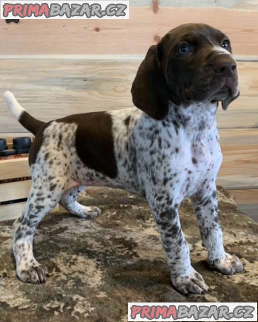 KC German Shorthaired Pointer Puppies