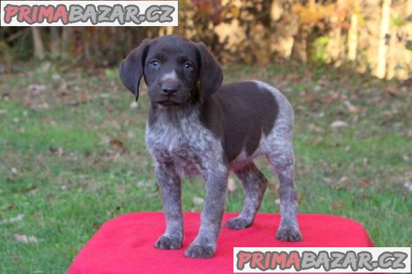 KC German Shorthaired Pointer Puppies