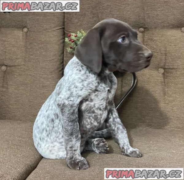 KC German Shorthaired Pointer Puppies