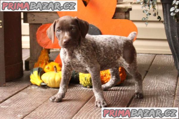 KC German Shorthaired Pointer Puppies