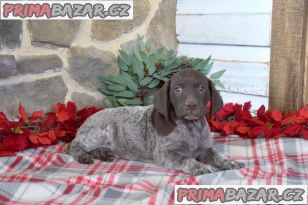 KC German Shorthaired Pointer Puppies