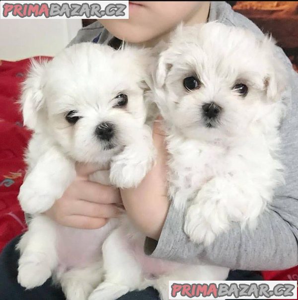 New Born Pure Maltese Puppies