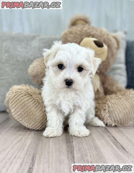 New Born Pure Maltese Puppies