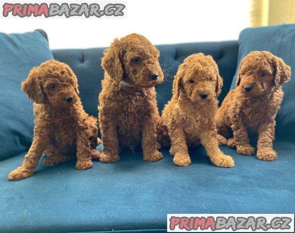 Labradoodle Puppy for Re-homing