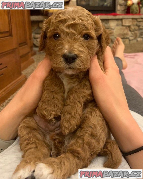 Labradoodle Puppy for Re-homing