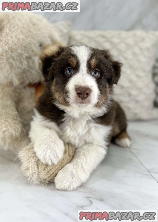 Australian Shepherds for Sale