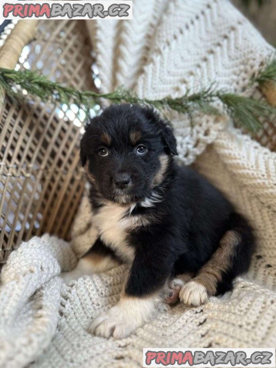 Australian Shepherds for Sale